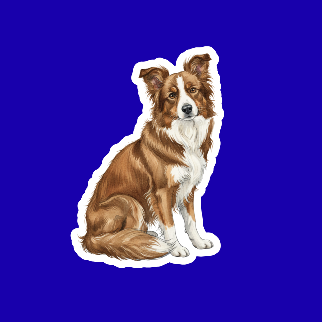 Border Collie Saddleback Sable Watercolor - Designs by Mysh