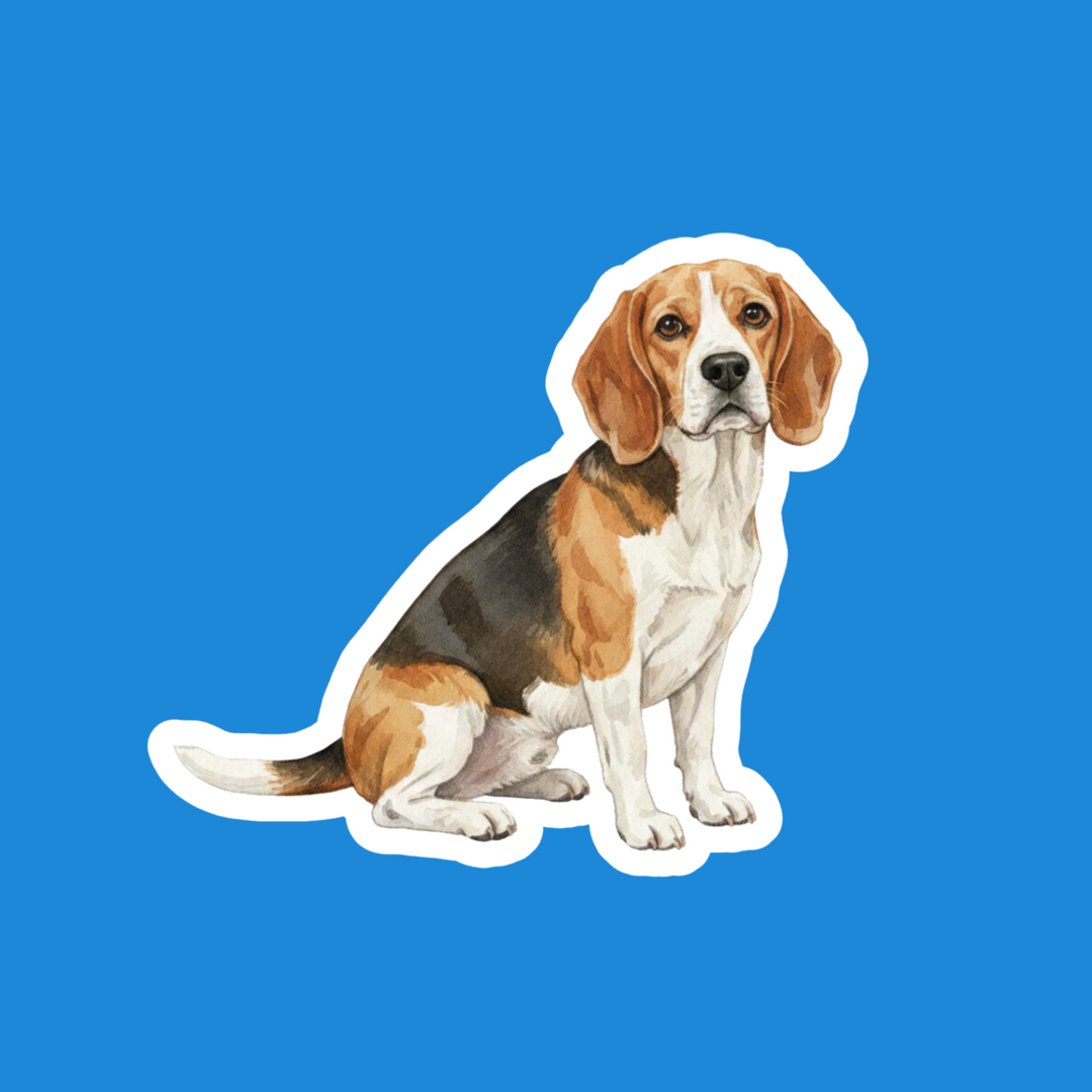 Beagle Collection