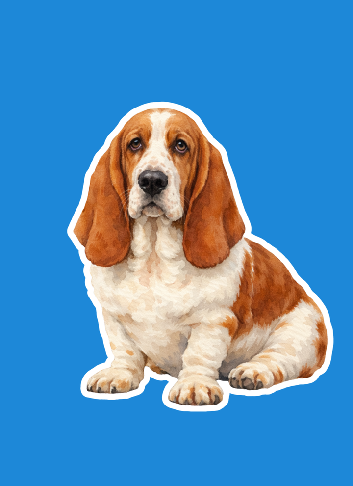 Mahogany and White Basset Hound