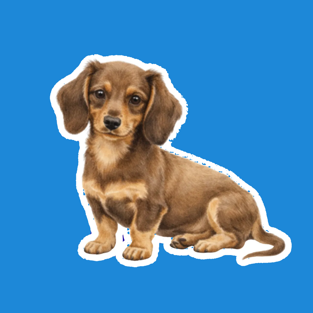 Sticker of a dachshund on a blue background