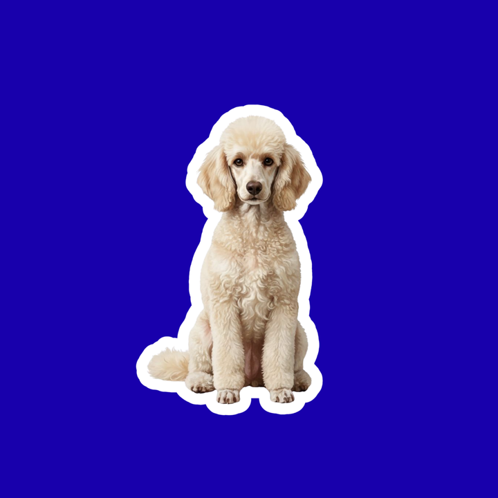 White poodle on a blue background