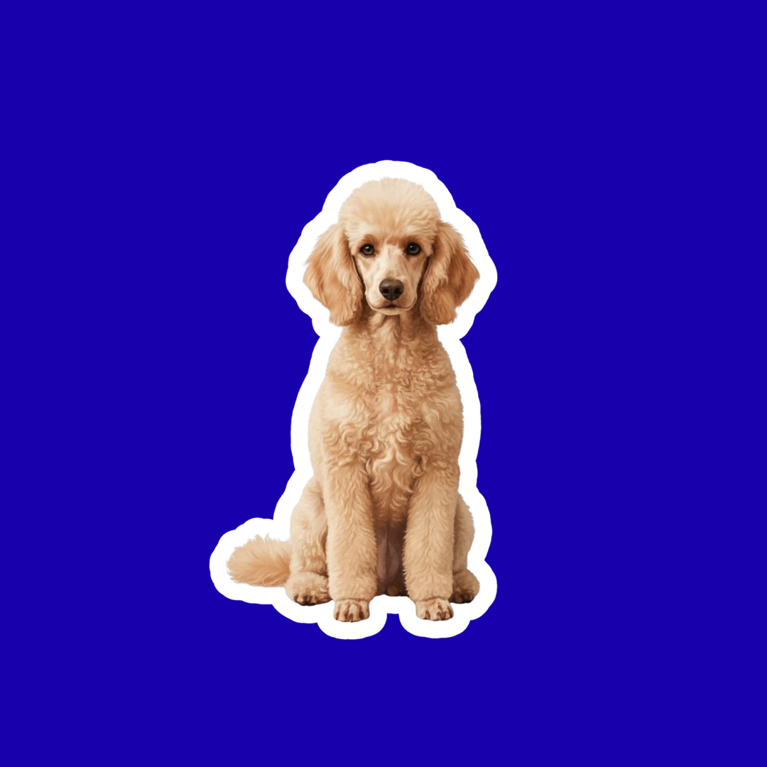Beige poodle on a blue background