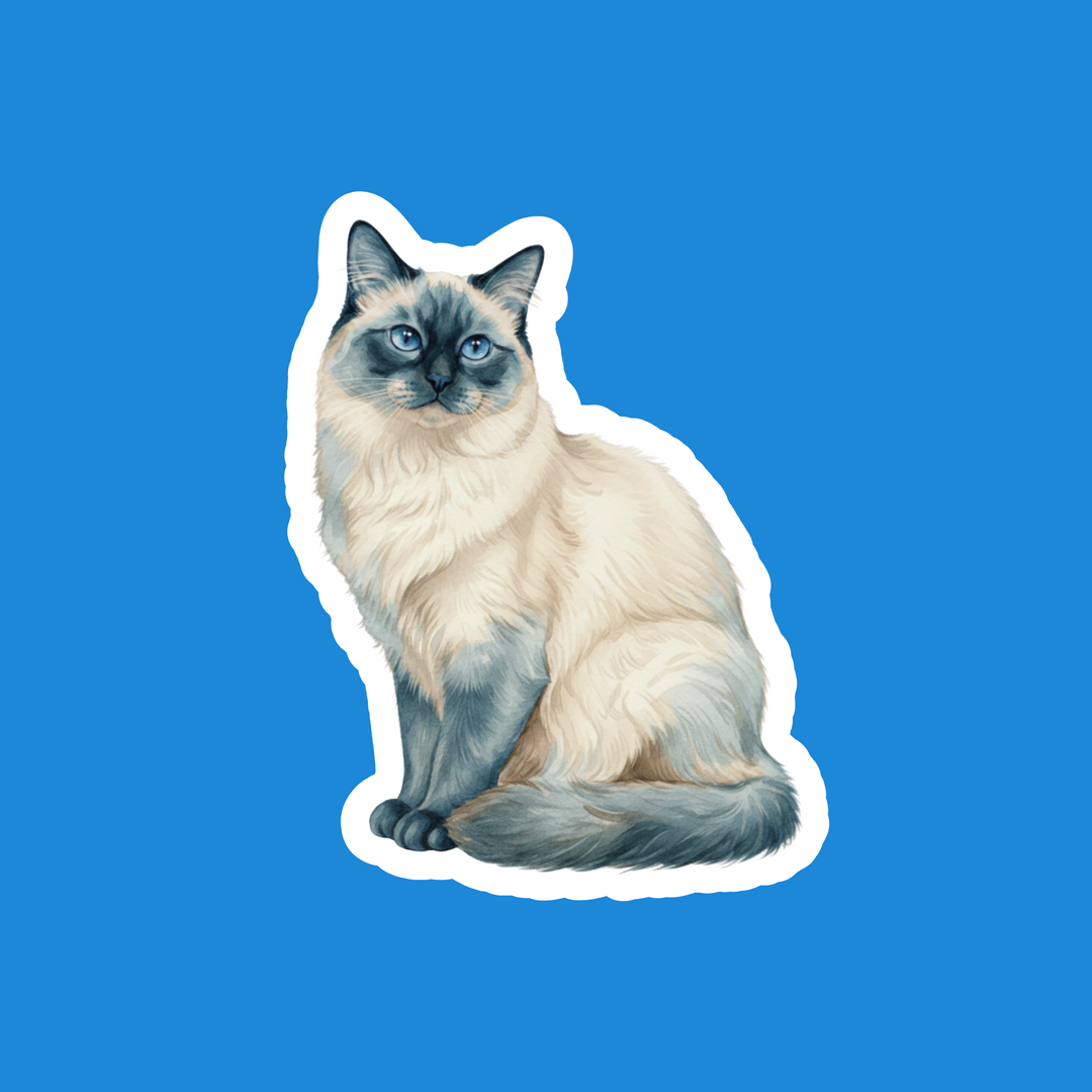 Birman Blue Point Watercolor Artwork – Designs by Mysh