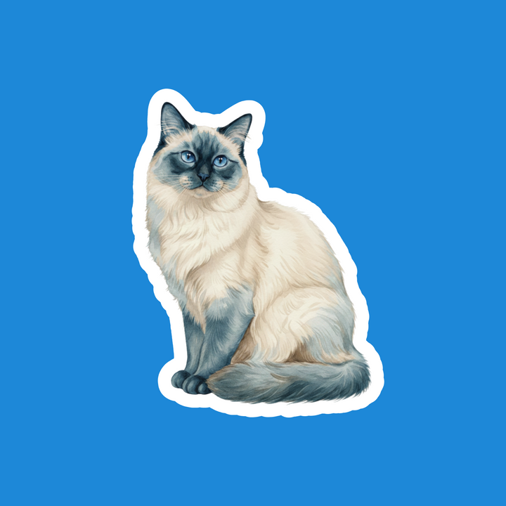 Birman Blue Point Watercolor Artwork – Designs by Mysh
