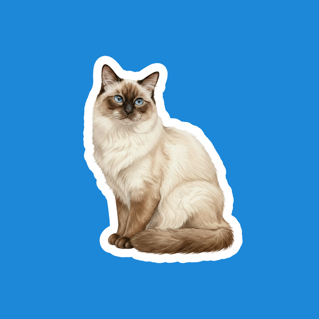 Birman Chocolate Point Watercolor Artwork – Designs by Mysh