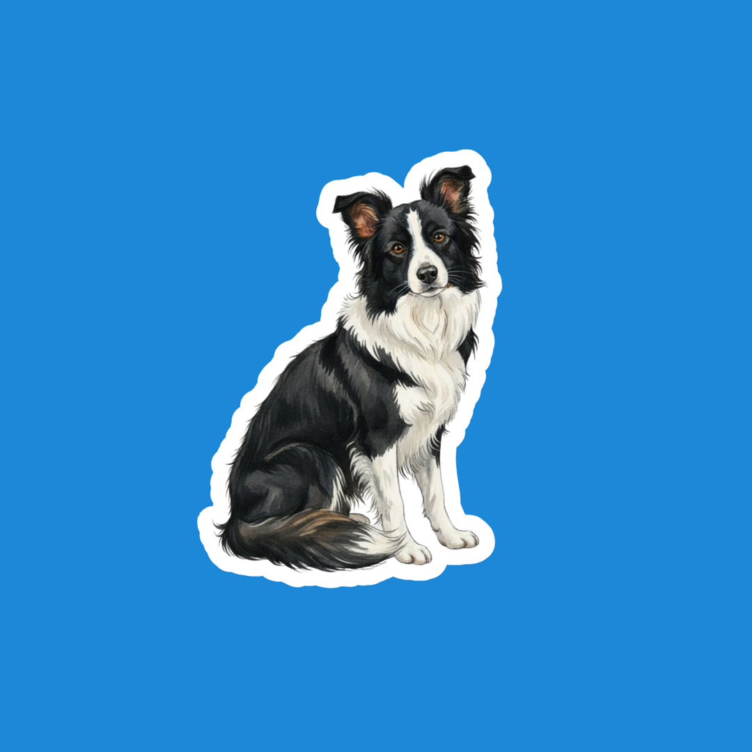Border Collie Black and White Watercolor Vinyl Sticker – Designs by Mysh