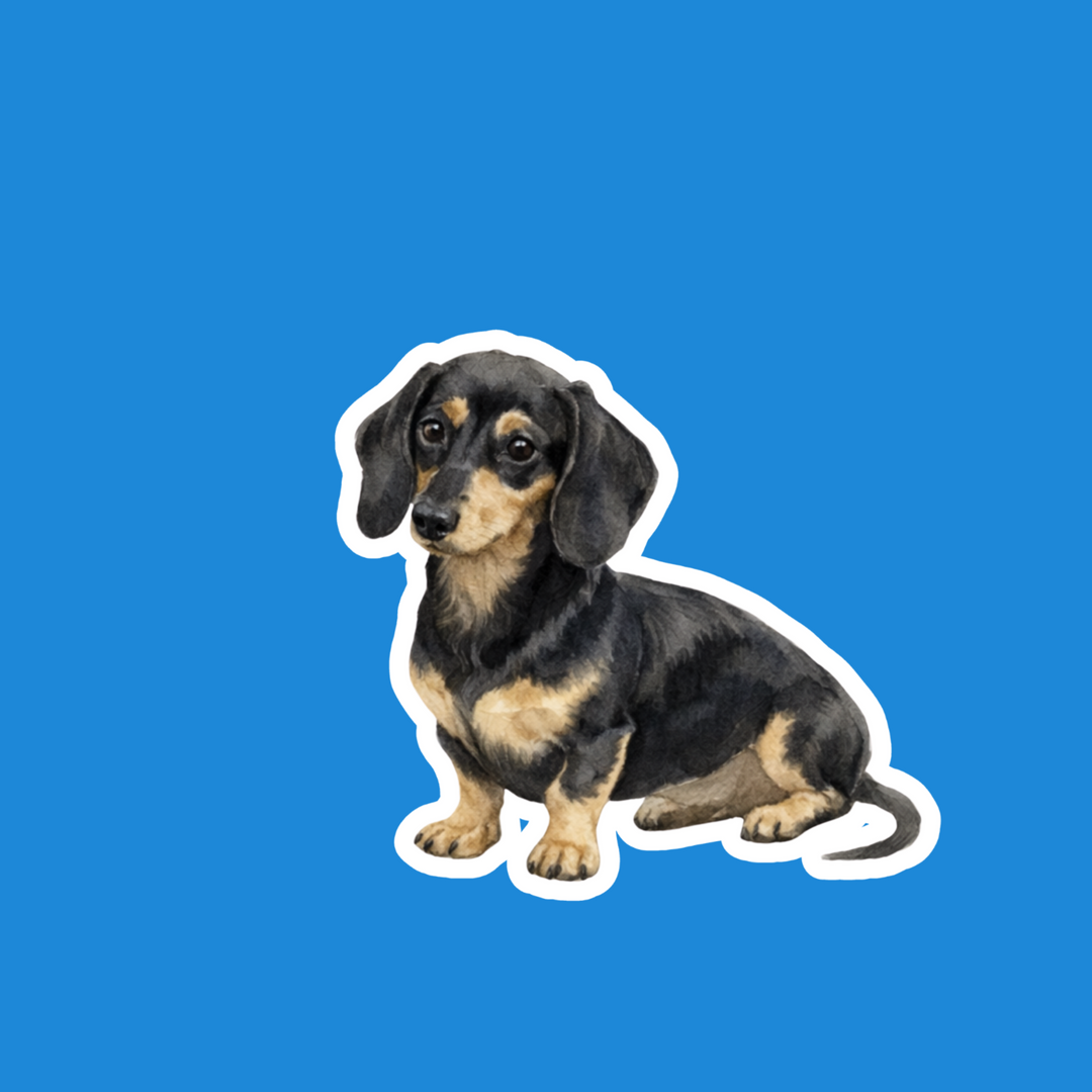 Dachshund Black & Cream Watercolor – Designs by Mysh