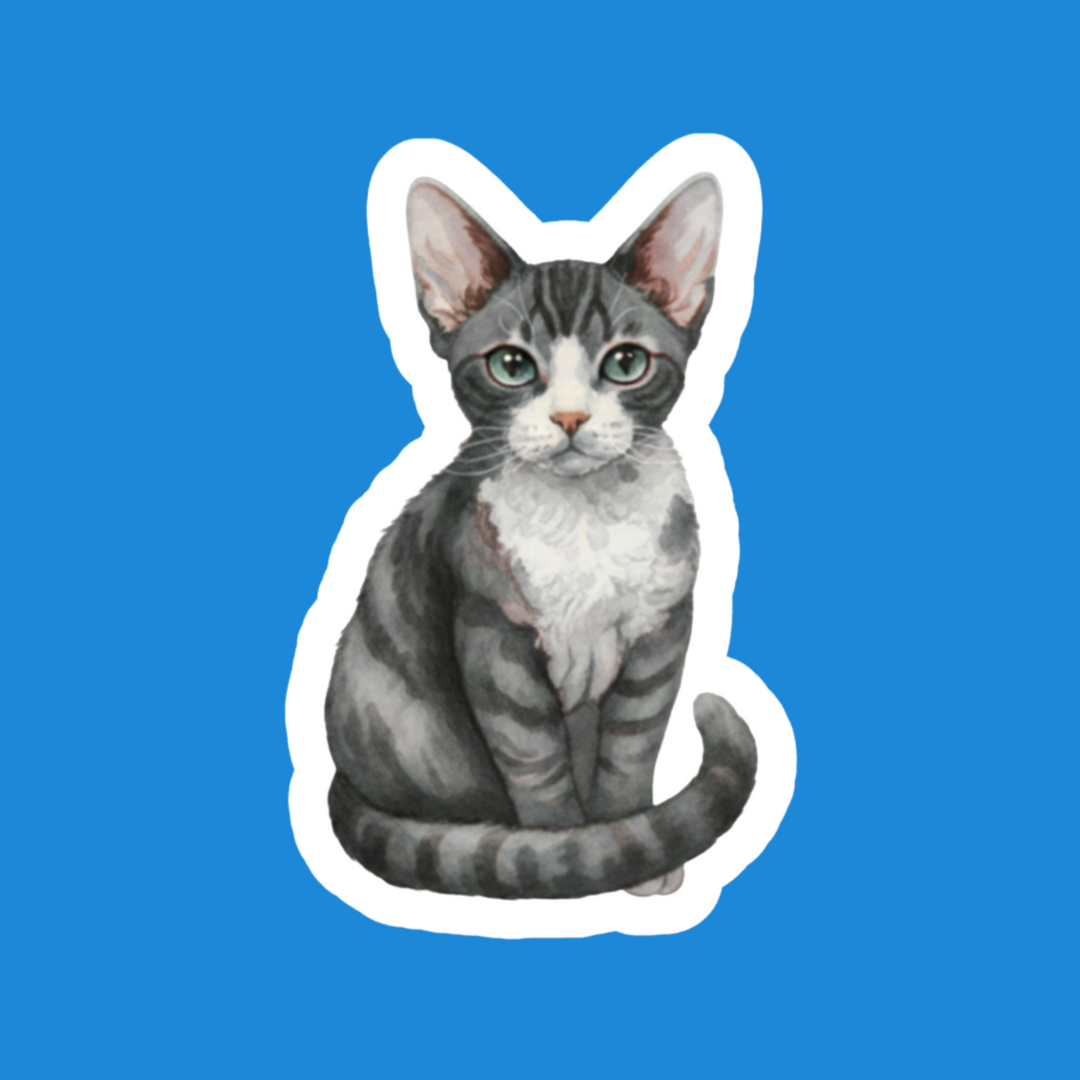 Devon Rex Gray tabby