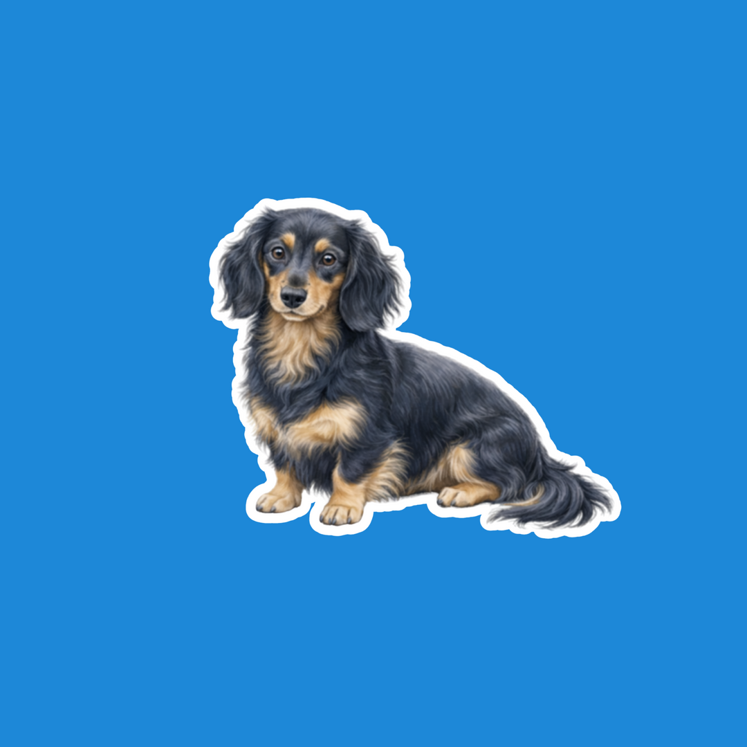 A die-cut vinyl sticker of a long-haired dachshund with black and tan fur, shown against a solid blue background.