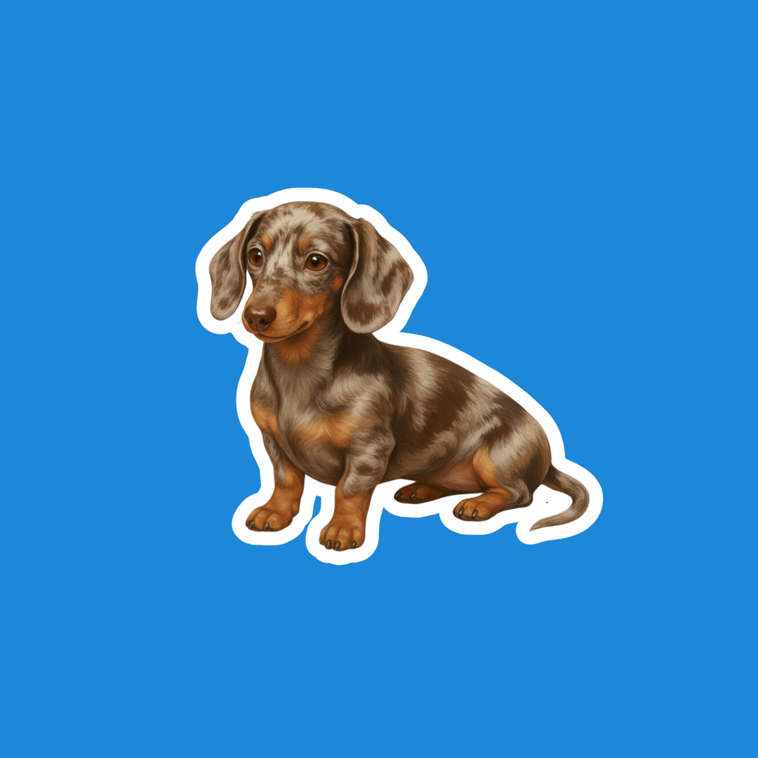 A die-cut vinyl sticker of a brown and tan dachshund puppy, shown against a solid bright blue background.