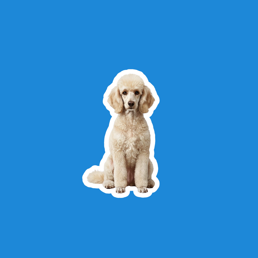 A die-cut sticker of a fluffy cream-colored poodle sitting down, shown against a solid blue background.